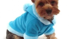 Собачий вальс